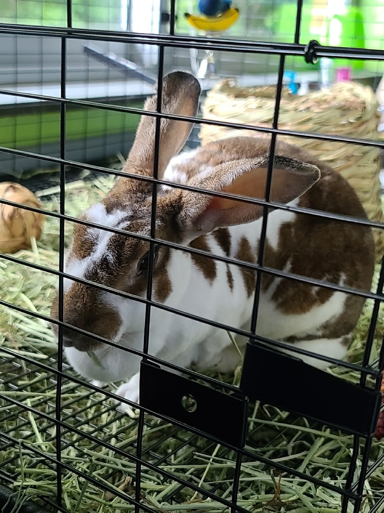 rabbit